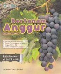 Bertanam Anggur di Pekarangan.